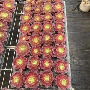 Aeonium 'Autumn Hues' Plug Tray (缤纷秋色穴盘) succulent — wholesale bare-root export from Yunnan, China