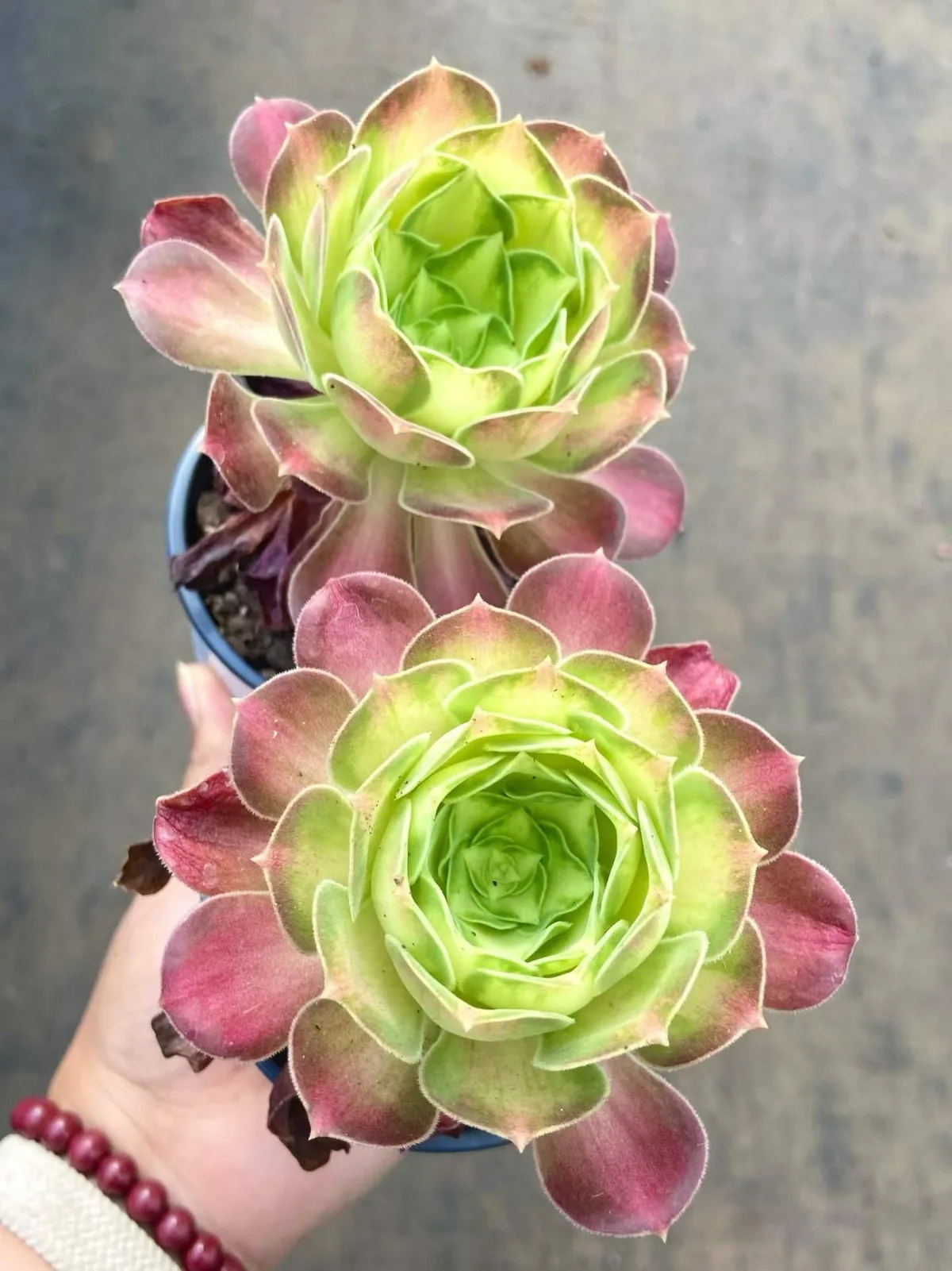Compact-grown Aeonium 'Little Wizard' (精控小法师) succulent — wholesale bare-root export, SouthQuest Farm