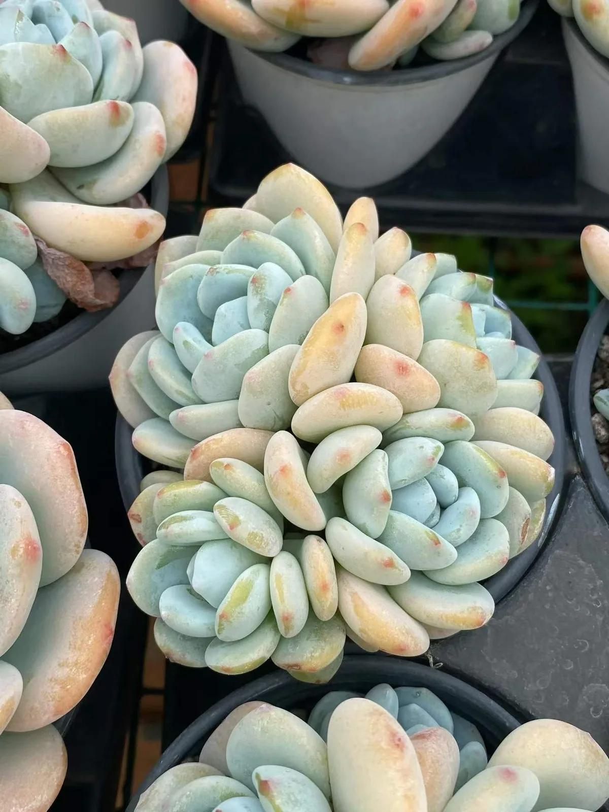 Cool Fragrance Cluster (冷香群) succulent — wholesale bare-root export, SouthQuest Farm