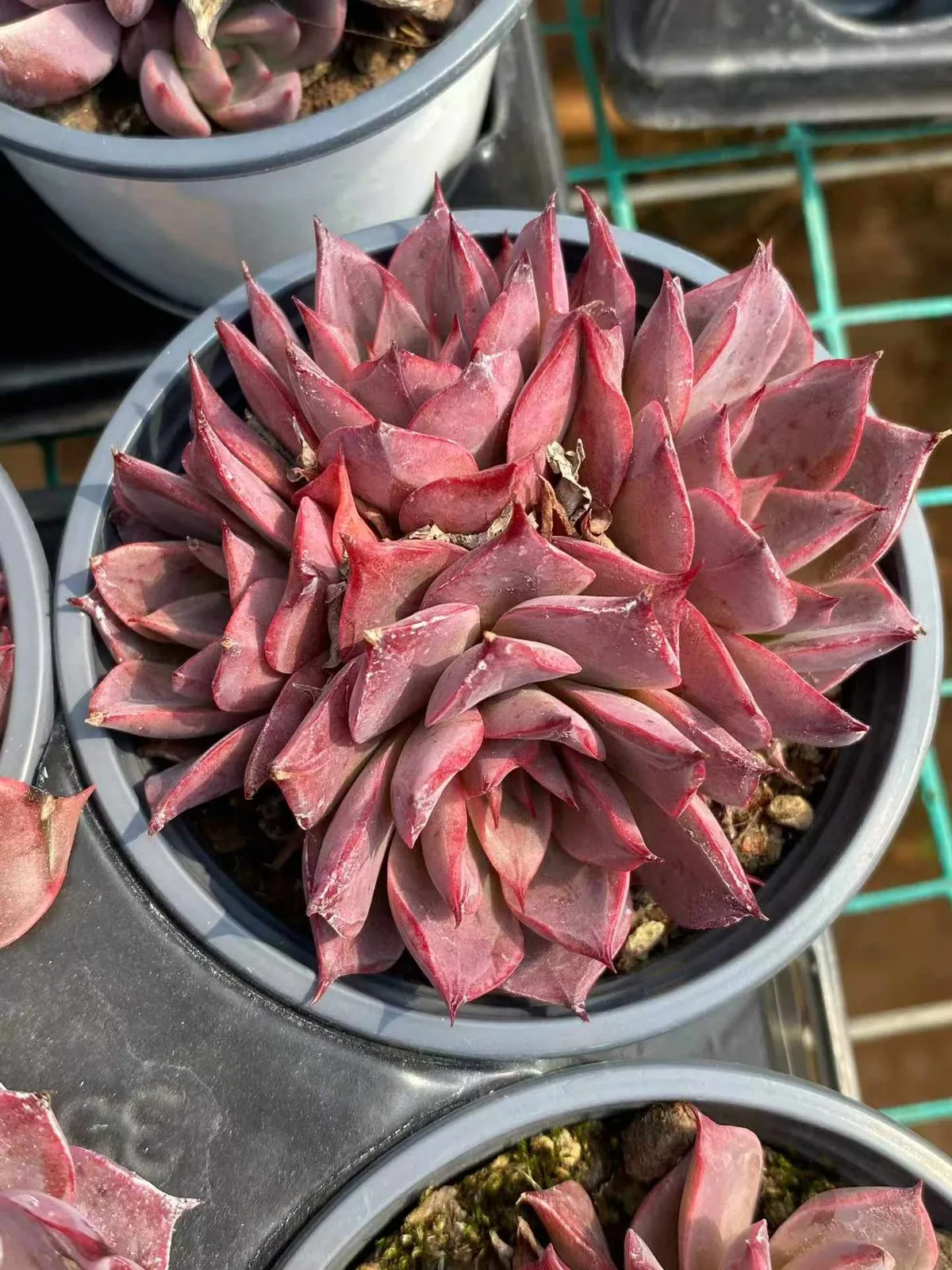 Corsican Rose Cluster (科西嘉蔷薇群) succulent — wholesale bare-root export, SouthQuest Farm