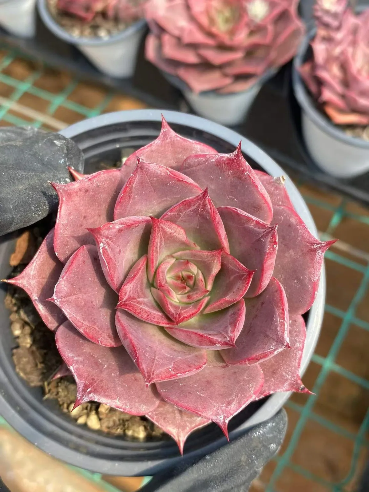 Corsican Rose Single w/ Offsets (科西嘉蔷薇单头带惠) succulent — wholesale bare-root export, SouthQuest Farm
