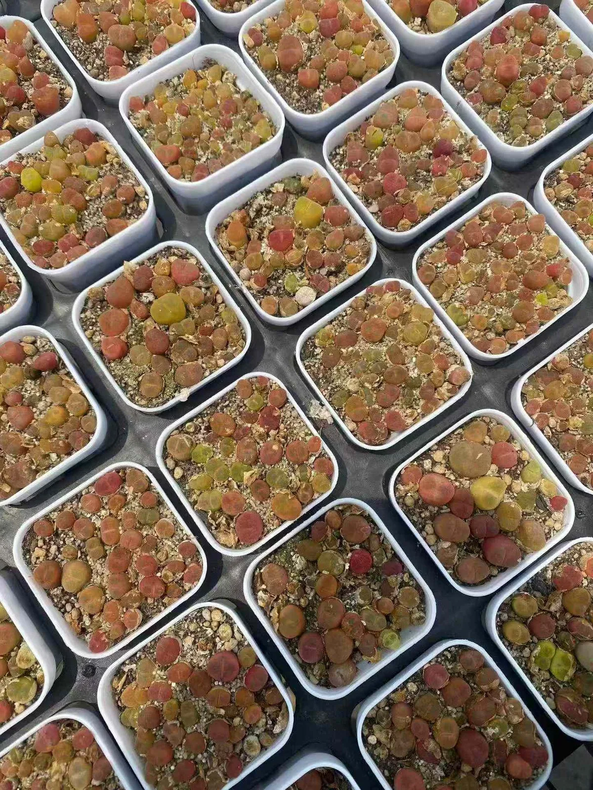 Crane-crown Sedum Cake (鹤顶红毛汉尼切糕) succulent — wholesale bare-root export, SouthQuest Farm