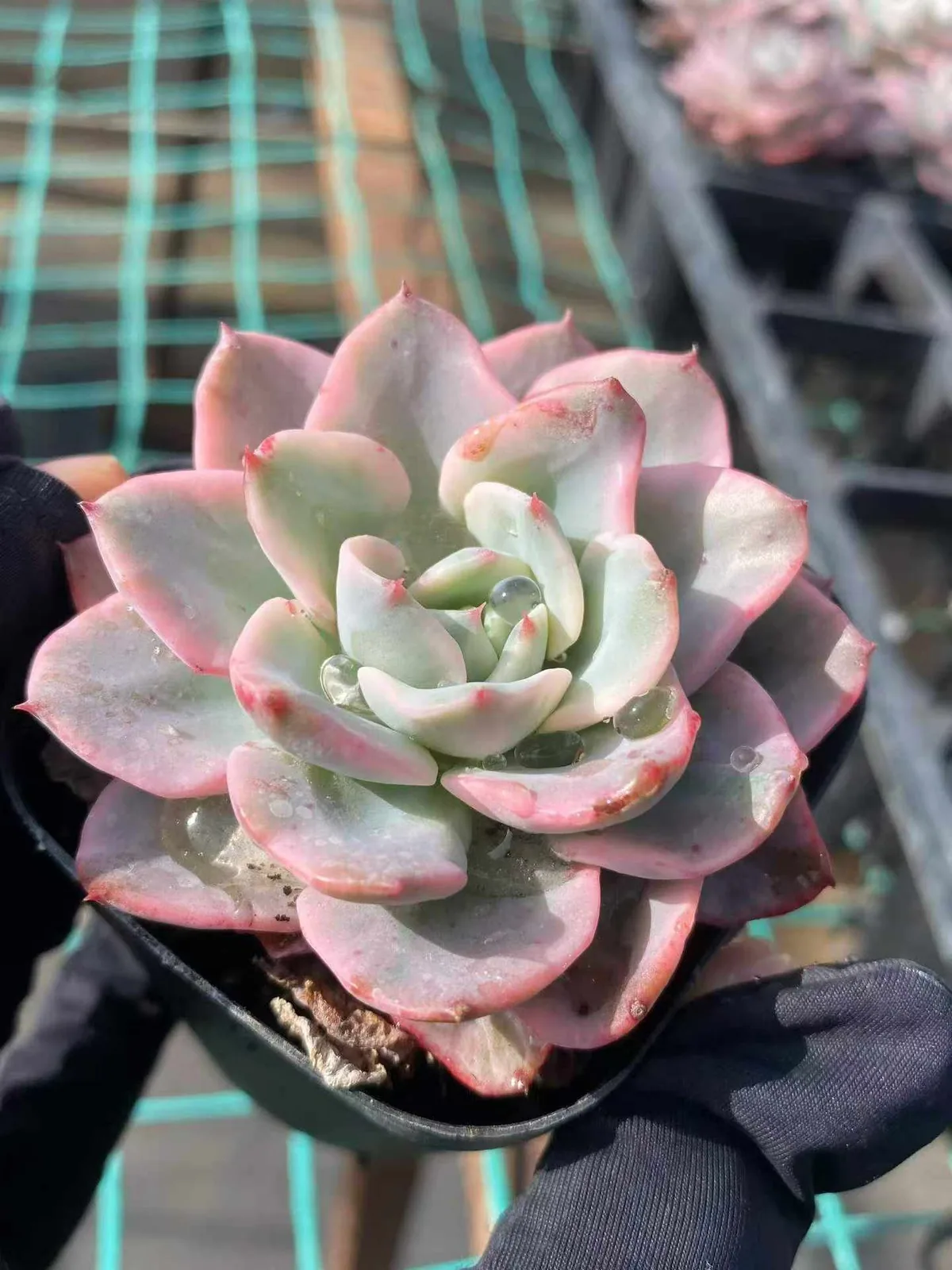 Cream Yellow Peach Variegated (奶油黄桃锦) succulent — wholesale bare-root export, SouthQuest Farm