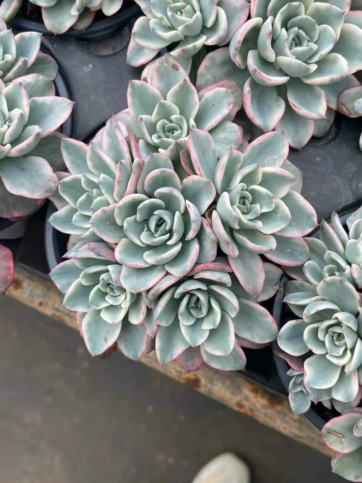 Cream Yellow Peach Variegated Cluster (奶油黄桃锦群) succulent — wholesale bare-root export, SouthQuest Farm