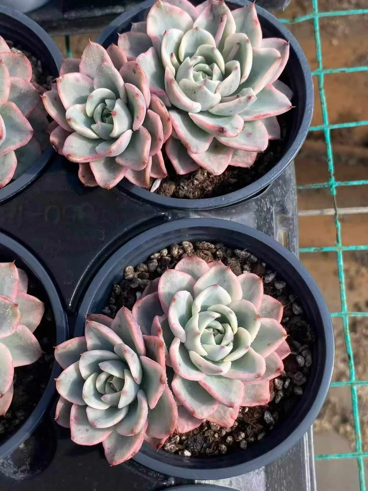 Cream Yellow Peach Variegated Twin-head (奶油黄桃锦双头) succulent — wholesale bare-root export, SouthQuest Farm