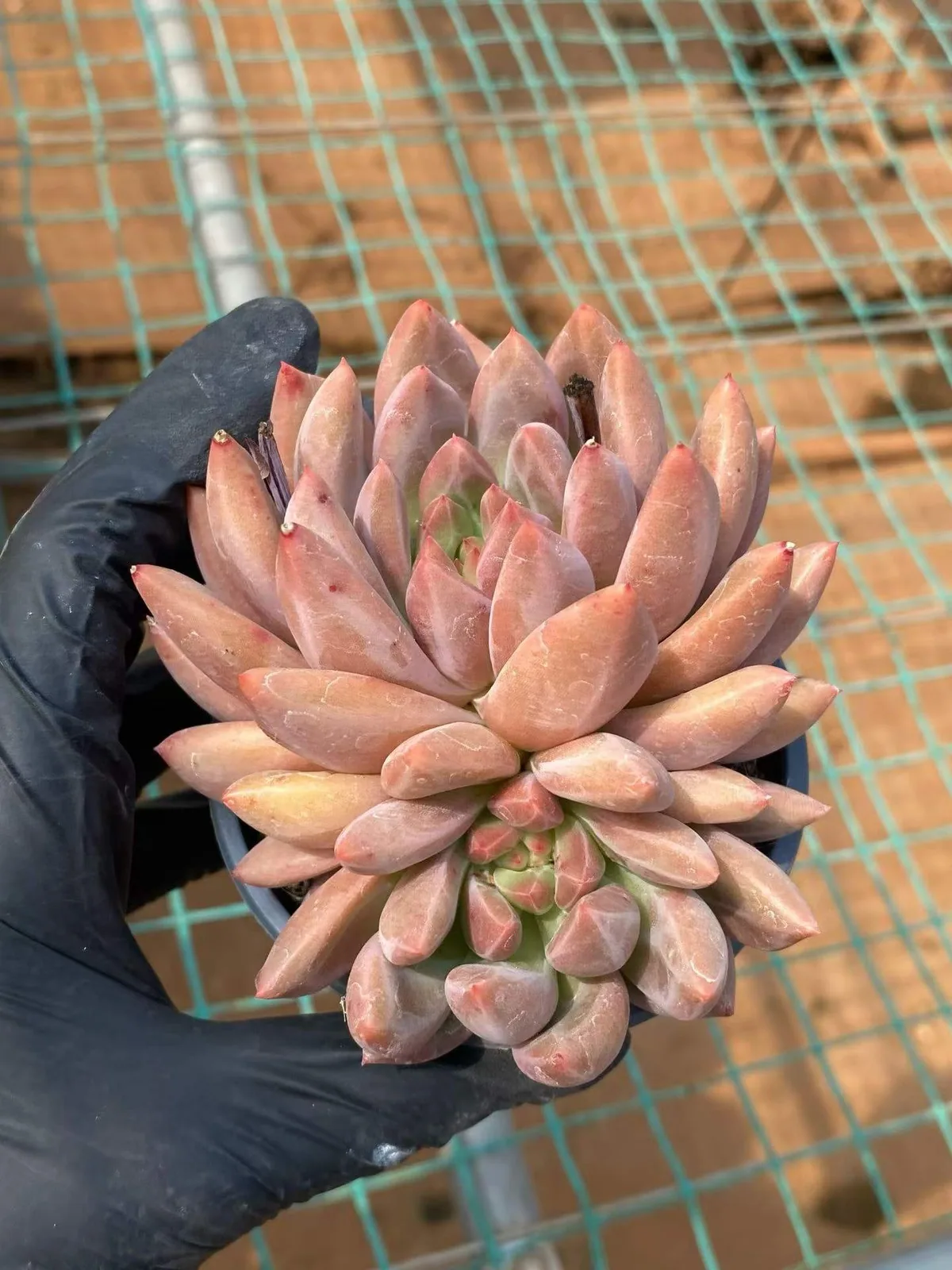 Echeveria Crystal Ball (水晶球) succulent — wholesale bare-root export from Yunnan, China (1 of 6)
