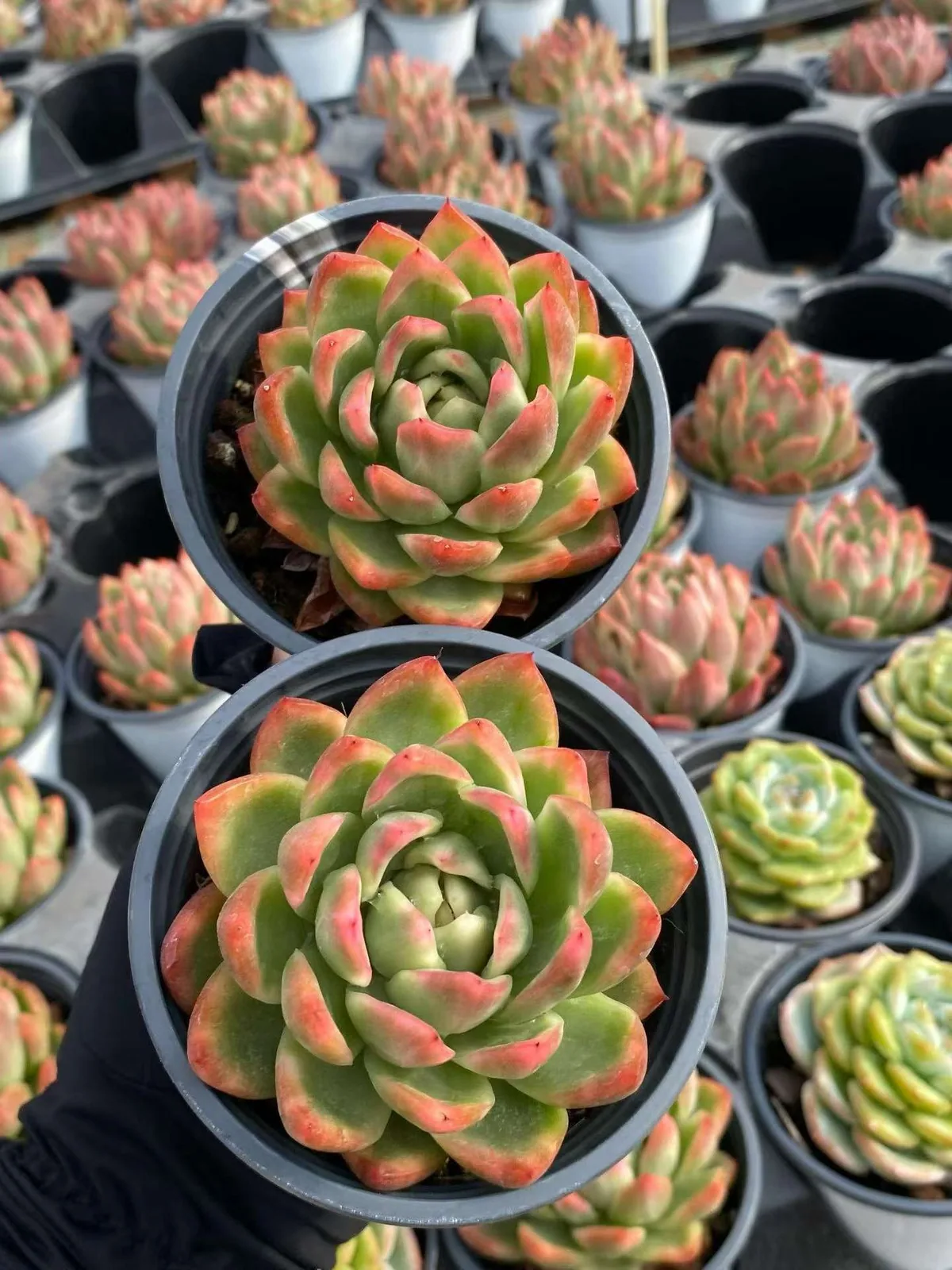 Crystal Jenny (水晶珍妮) succulent — wholesale bare-root export, SouthQuest Farm