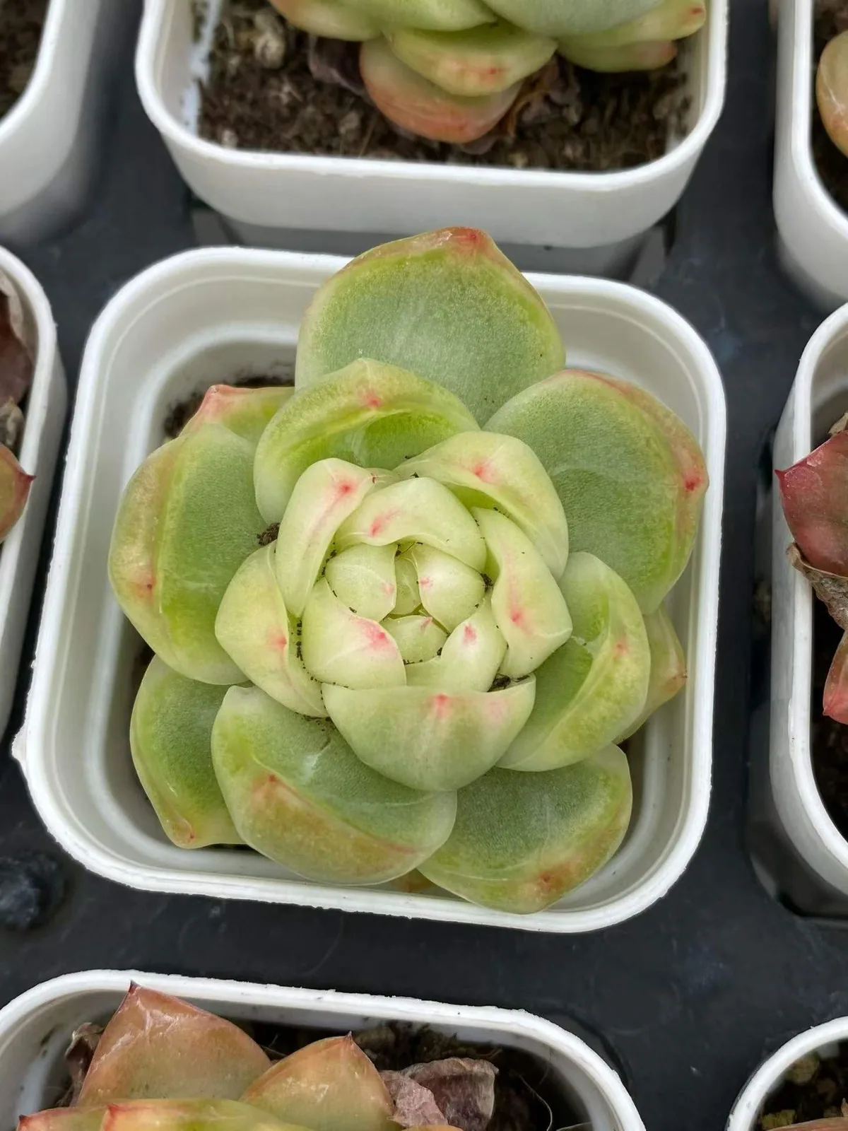 Crystal Jenny Variegated (水晶珍妮锦) succulent — wholesale bare-root export, SouthQuest Farm