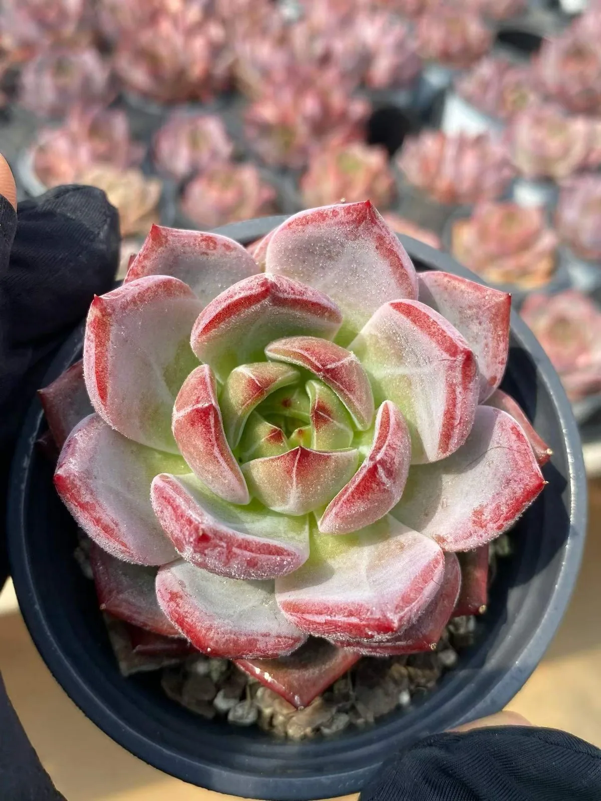 Daredevil (夜魔侠) succulent — wholesale bare-root export, SouthQuest Farm