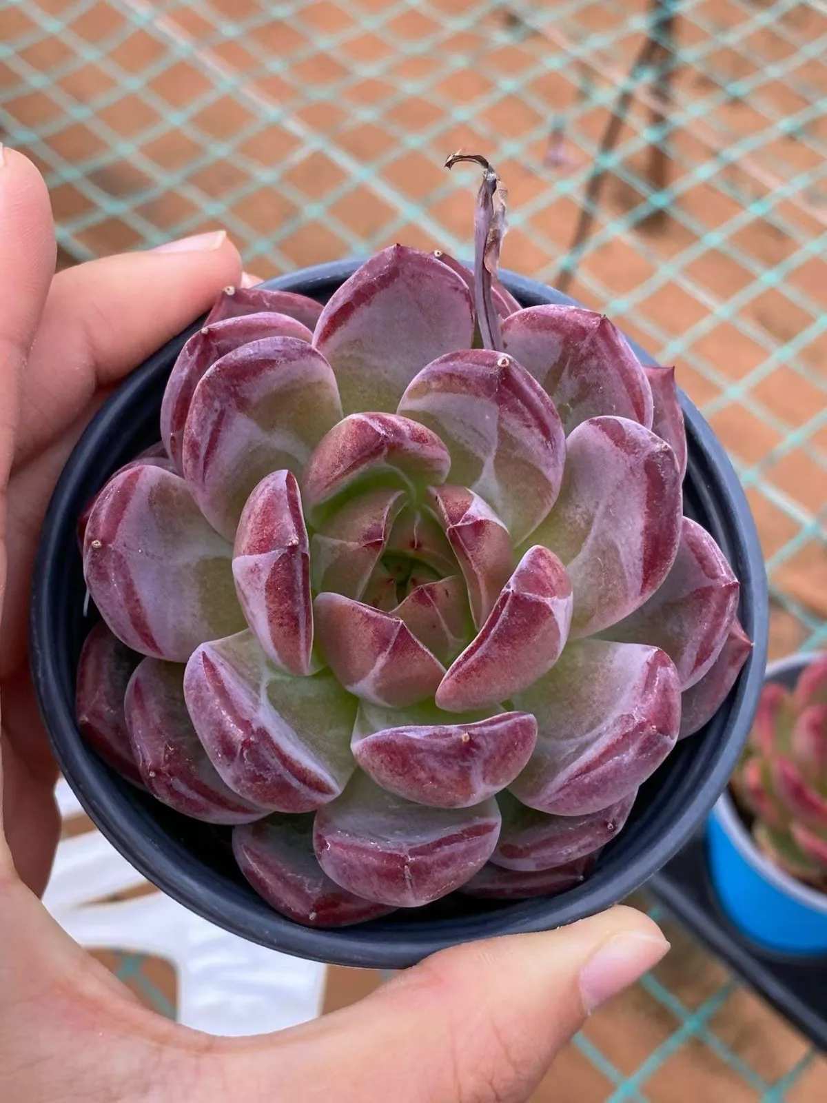 Echeveria Daredevil (夜魔侠) succulent — wholesale bare-root export from Yunnan, China (1 of 5)