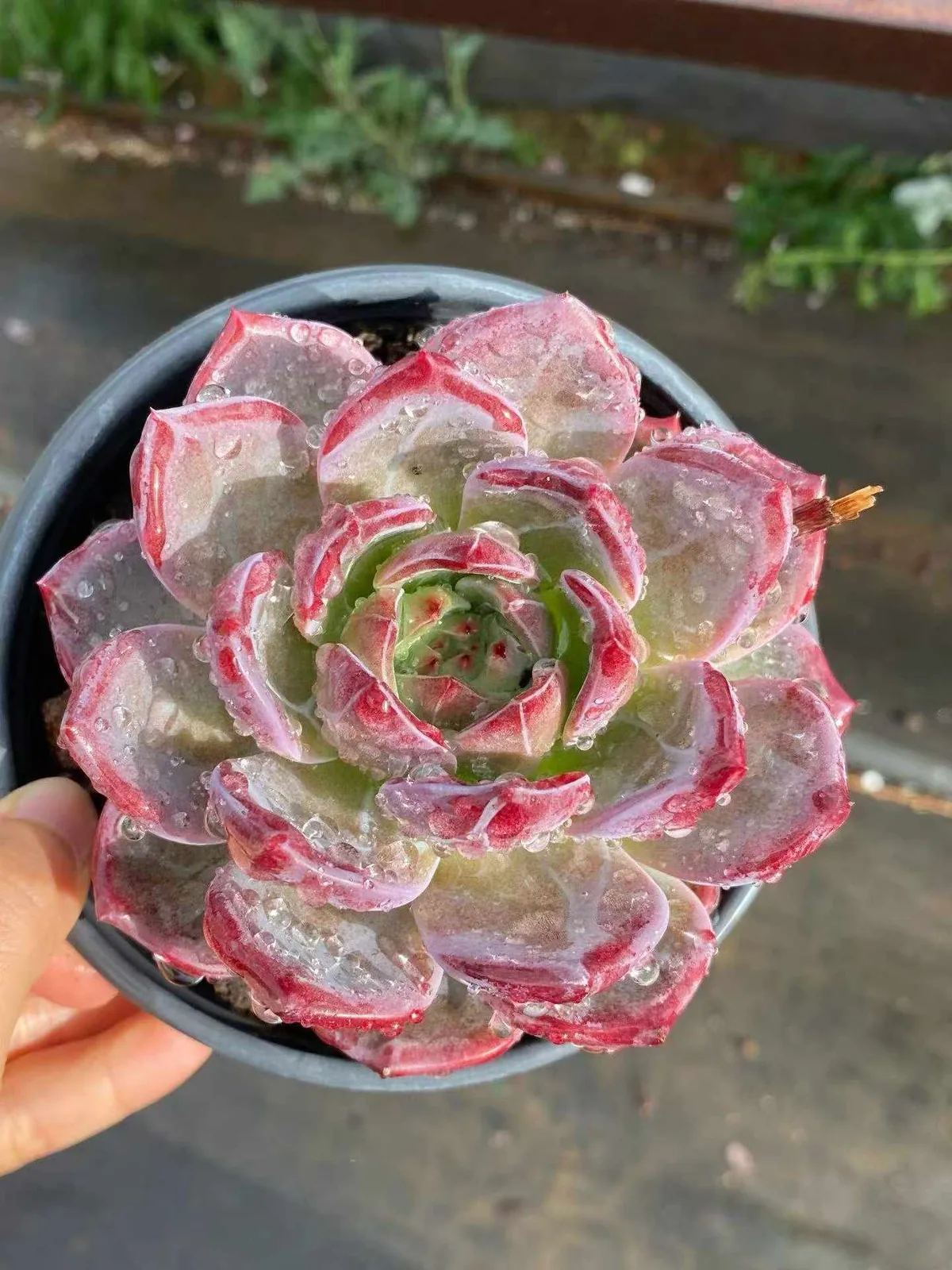 Daredevil Single (夜魔侠单头) succulent — wholesale bare-root export, SouthQuest Farm