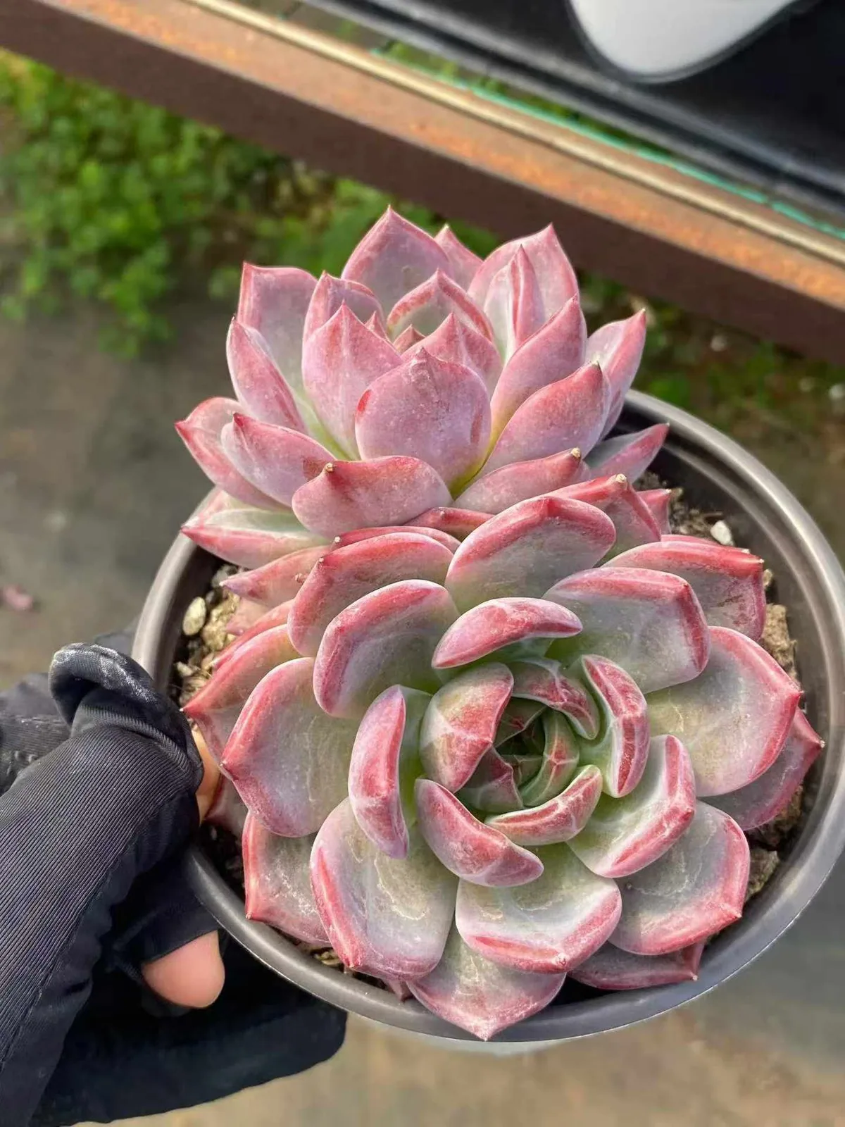 Daredevil Twin-head (夜魔侠双头) succulent — wholesale bare-root export, SouthQuest Farm