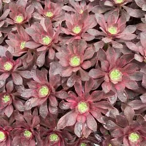 Aeonium 'Devil's Eye' Plug Tray (恶魔之眼穴盘) succulent — wholesale bare-root export from Yunnan, China