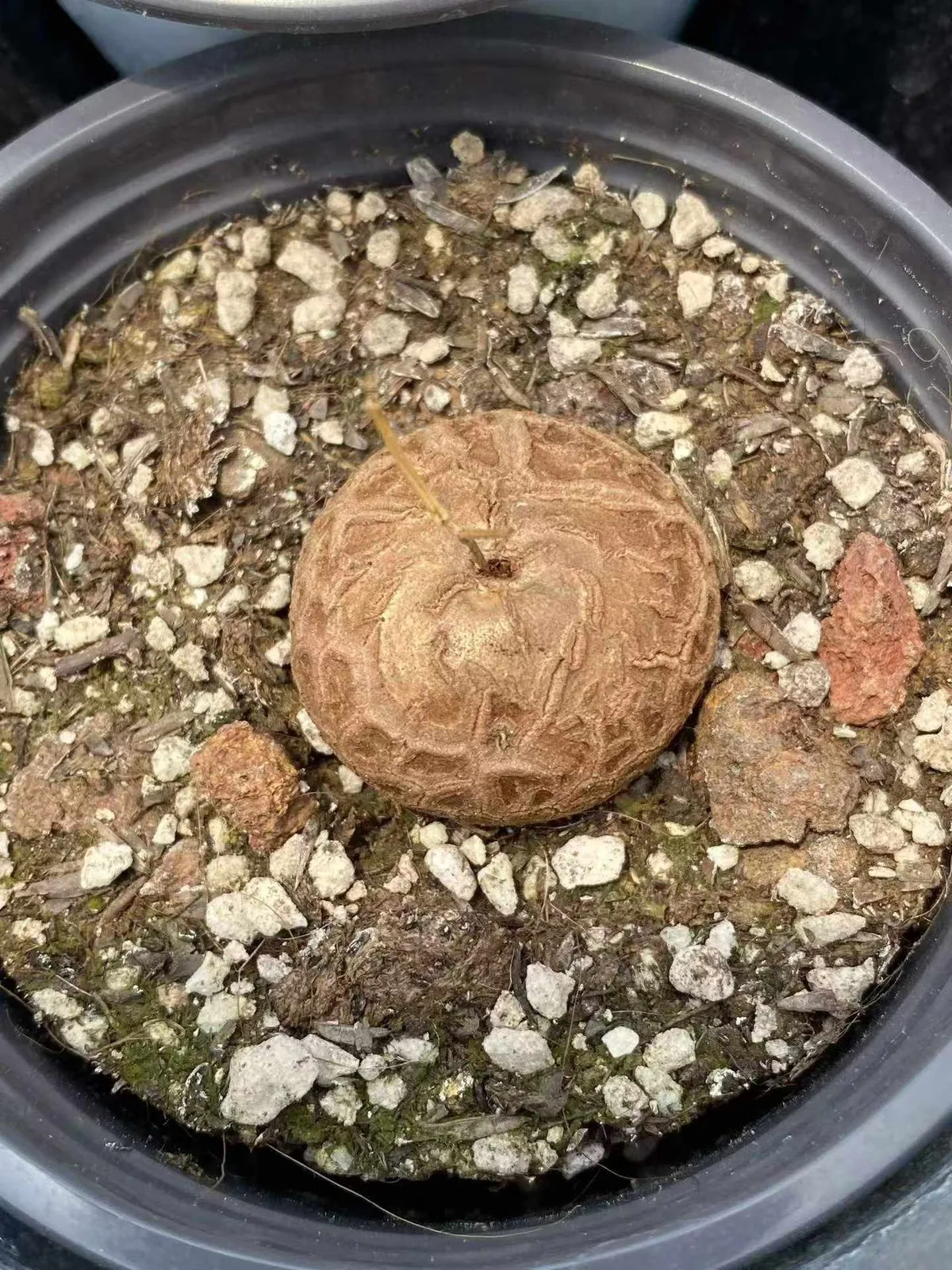 Dioscorea elephantipes (龟甲龙) succulent — wholesale bare-root export, SouthQuest Farm