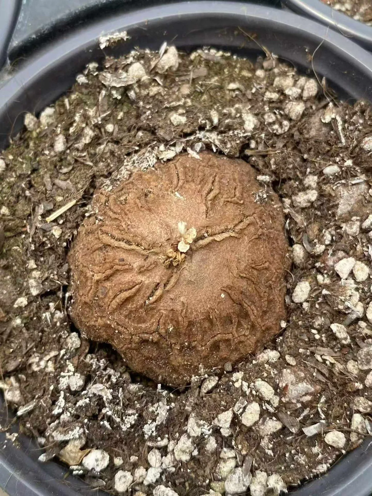 Dioscorea elephantipes (龟甲龙) succulent — wholesale bare-root export from Yunnan, China (1 of 8)