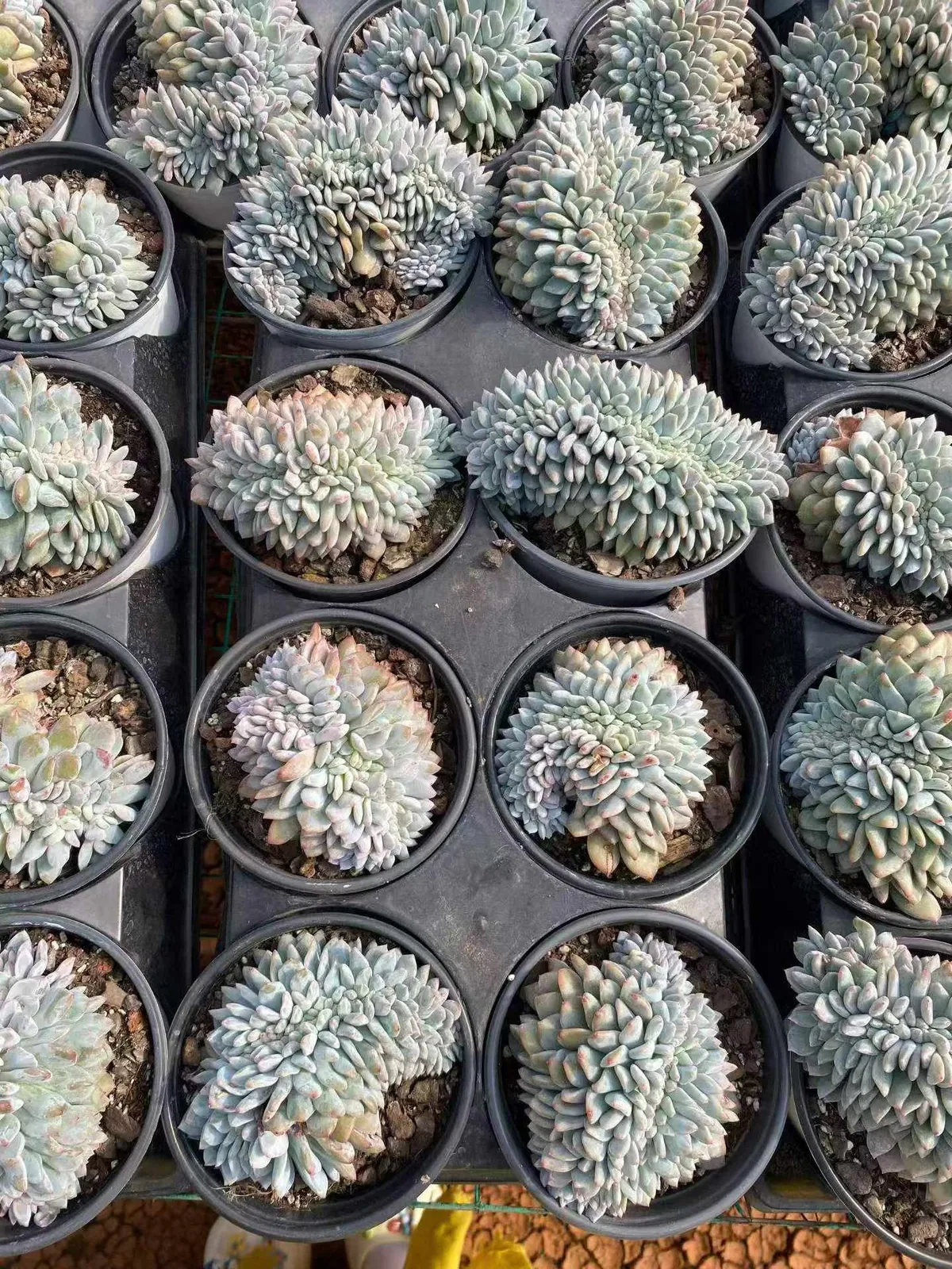 Dream Crested (梦缀) succulent — wholesale bare-root export, SouthQuest Farm