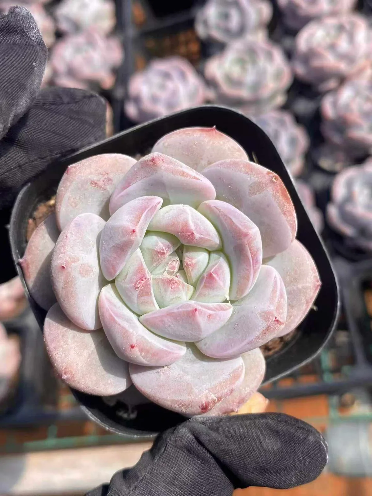 Dream Orchid (梦之兰) succulent — wholesale bare-root export, SouthQuest Farm