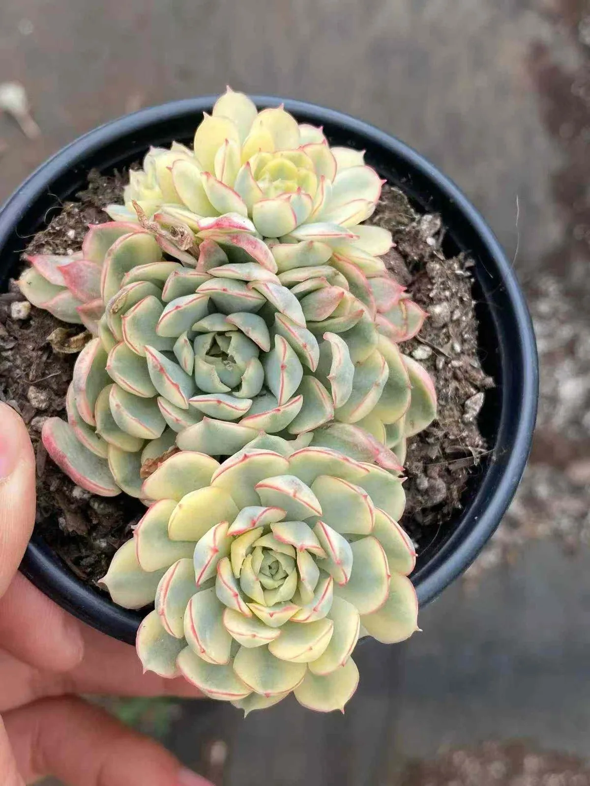 Dreamy Rose Variegated (梦幻玫瑰锦) succulent — wholesale bare-root export, SouthQuest Farm