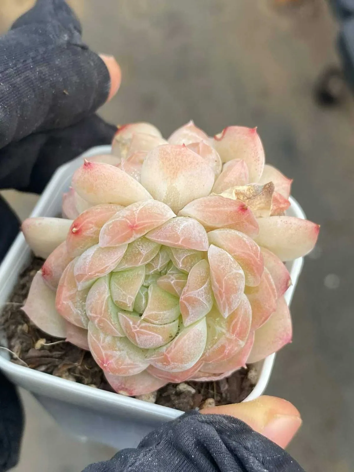 Drunken Blush M-36 Cluster (醉颜M-36群) succulent — wholesale bare-root export, SouthQuest Farm