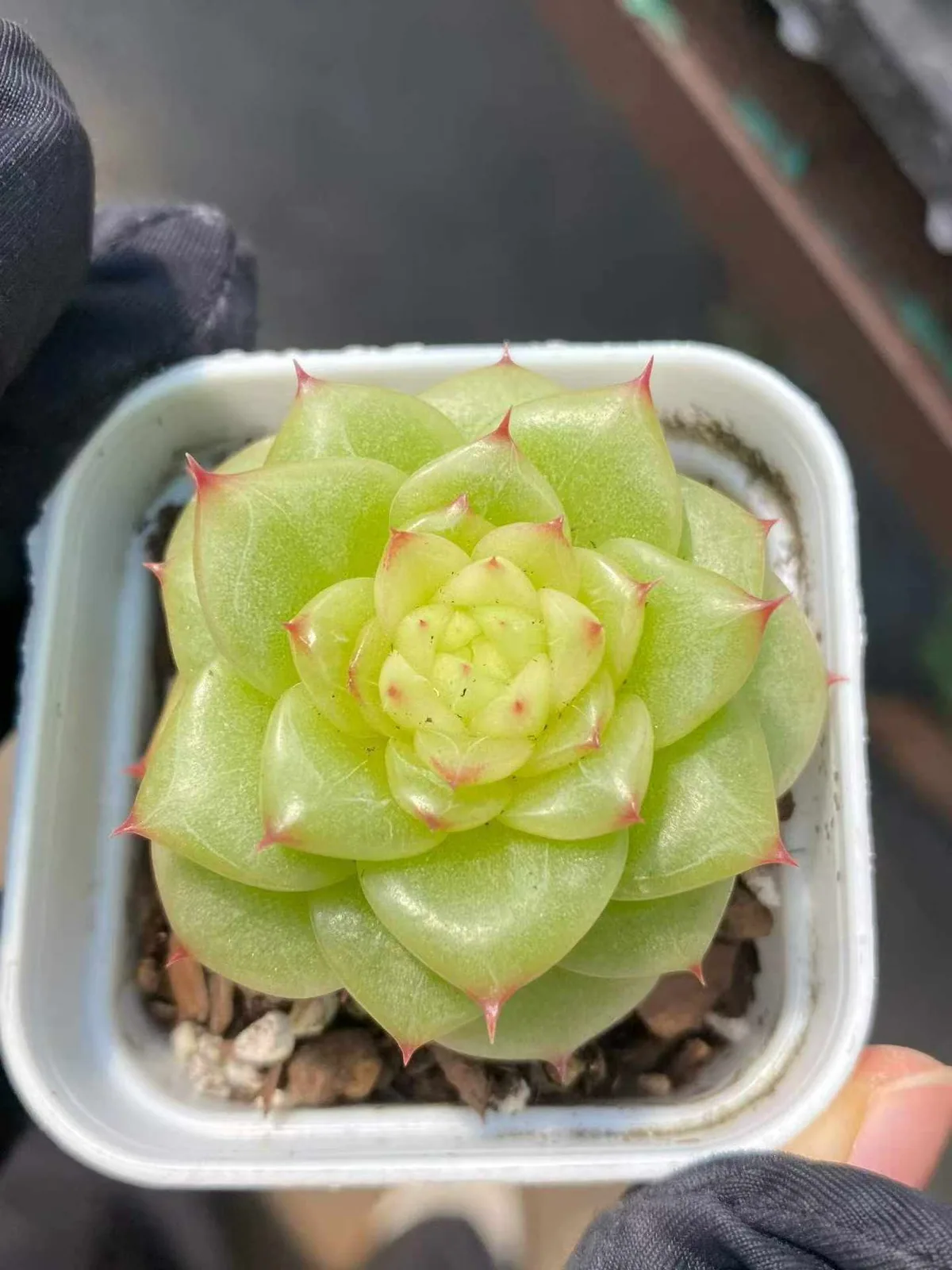 Duruo Jenny (杜若珍妮) succulent — wholesale bare-root export, SouthQuest Farm
