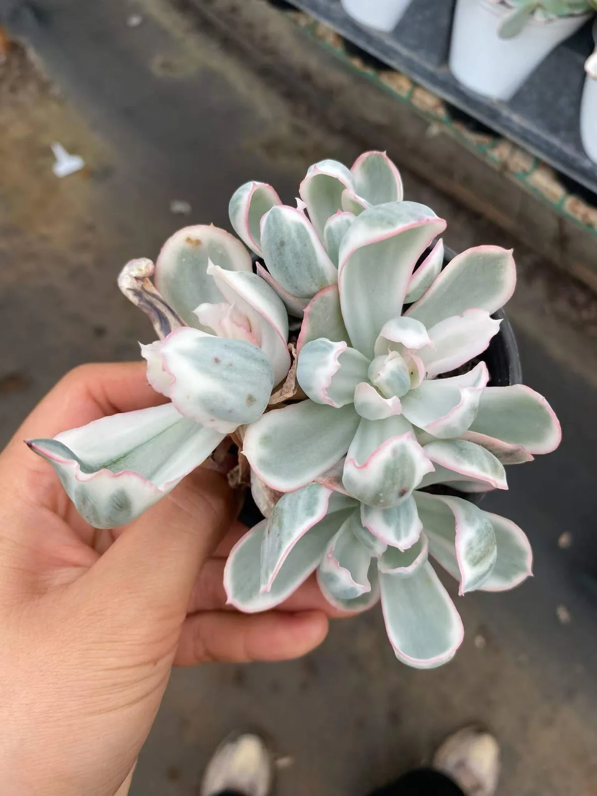 Echeveria 'Berkeley' Variegated Cluster (伯克利锦群) succulent — wholesale bare-root export, SouthQuest Farm
