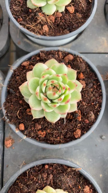 Black Crystal Echeveria