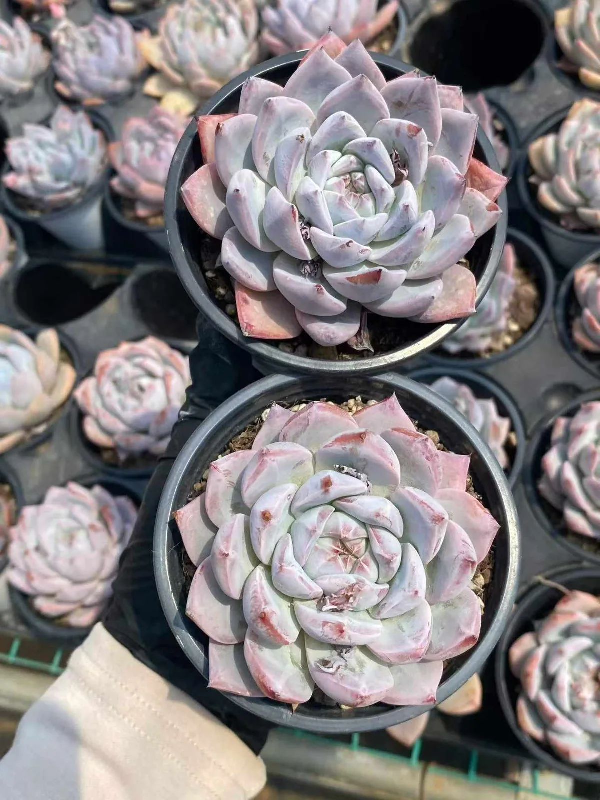 Echeveria 'Blue Bird' sp. (蓝鸟sp) succulent — wholesale bare-root export, SouthQuest Farm