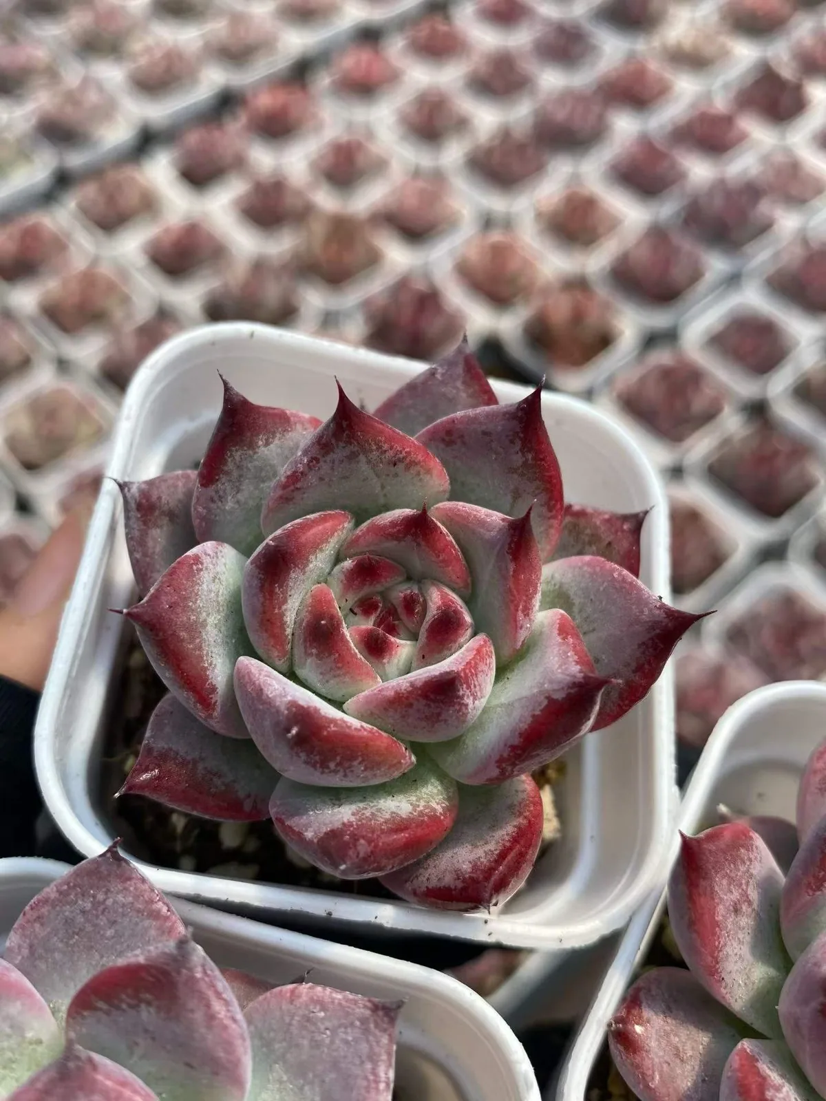 Echeveria colorata 'Diamond' (钻石卡罗拉) succulent — wholesale bare-root export, SouthQuest Farm