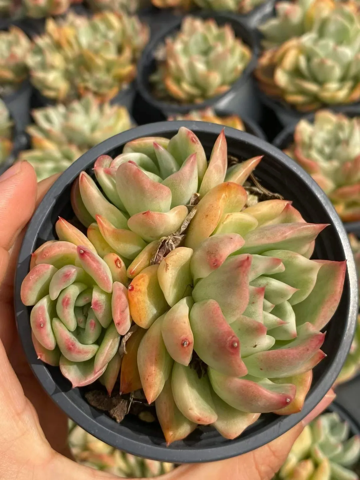 Echeveria 'Floriana' Variegated Cluster (弗洛瑞安娜锦群) succulent — wholesale bare-root export, SouthQuest Farm