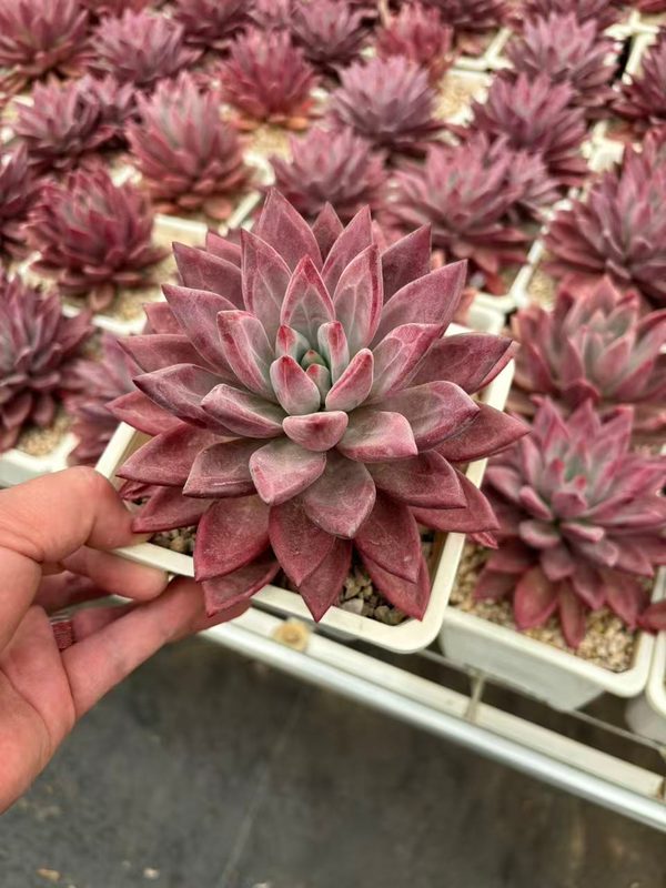 Echeveria 'Hephaestus · Mother' (赫菲斯托母本（17杯）) — potted starter plant, SouthQuest Farm