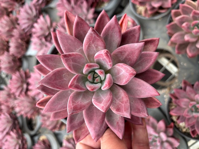 Hephaestus Echeveria