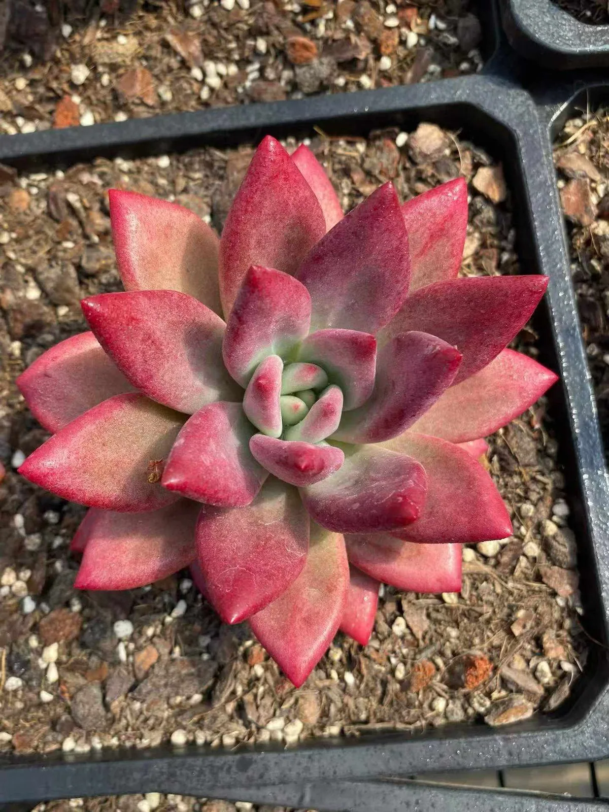 Echeveria 'Hephaestus' sp., Single & Twin-head (赫菲斯托sp单双头) succulent — wholesale bare-root export, SouthQuest Farm