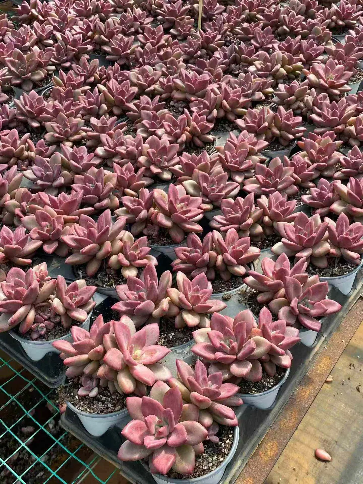 Echeveria 'Hephaestus' Twin-head (赫菲斯托双头) succulent — wholesale bare-root export, SouthQuest Farm