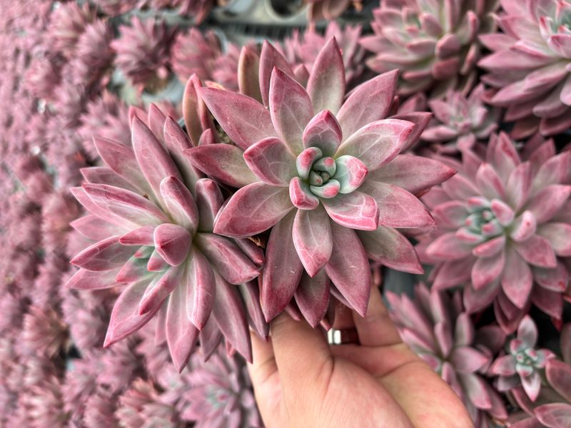 Echeveria 'Hephaestus · Twin' (赫菲斯托双头（12杯）) — potted starter plant, SouthQuest Farm
