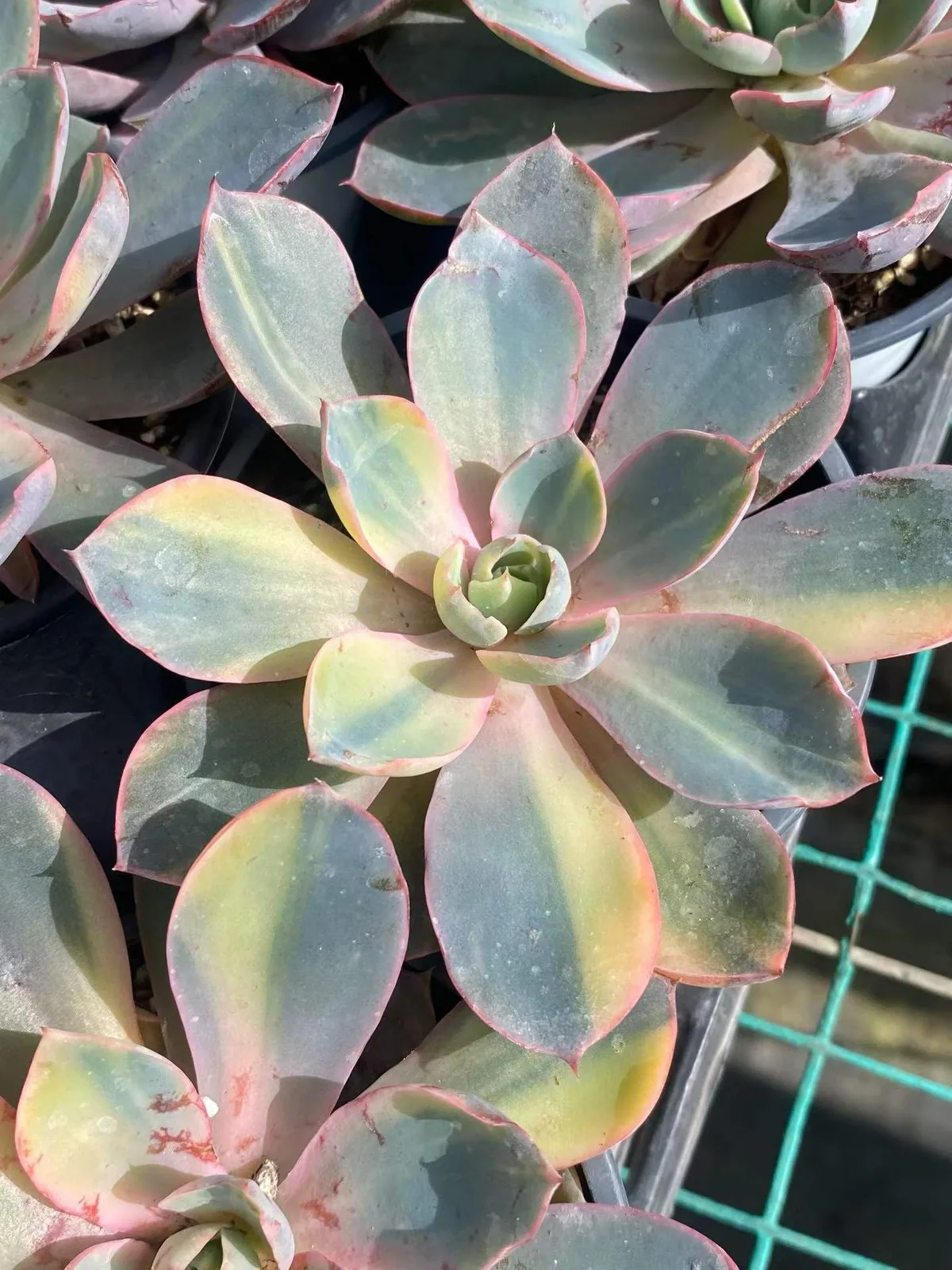 Echeveria 'Hera' Variegated (赫拉锦) succulent — wholesale bare-root export, SouthQuest Farm