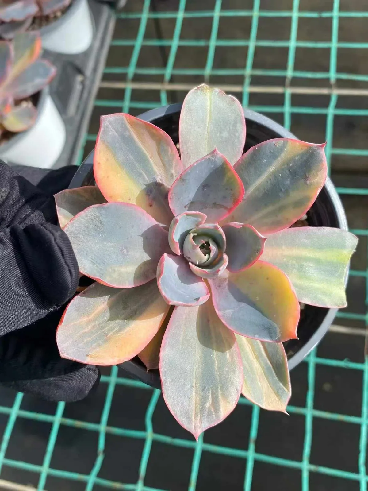 Echeveria 'Hera' Variegated Single (赫拉锦单头) succulent — wholesale bare-root export, SouthQuest Farm