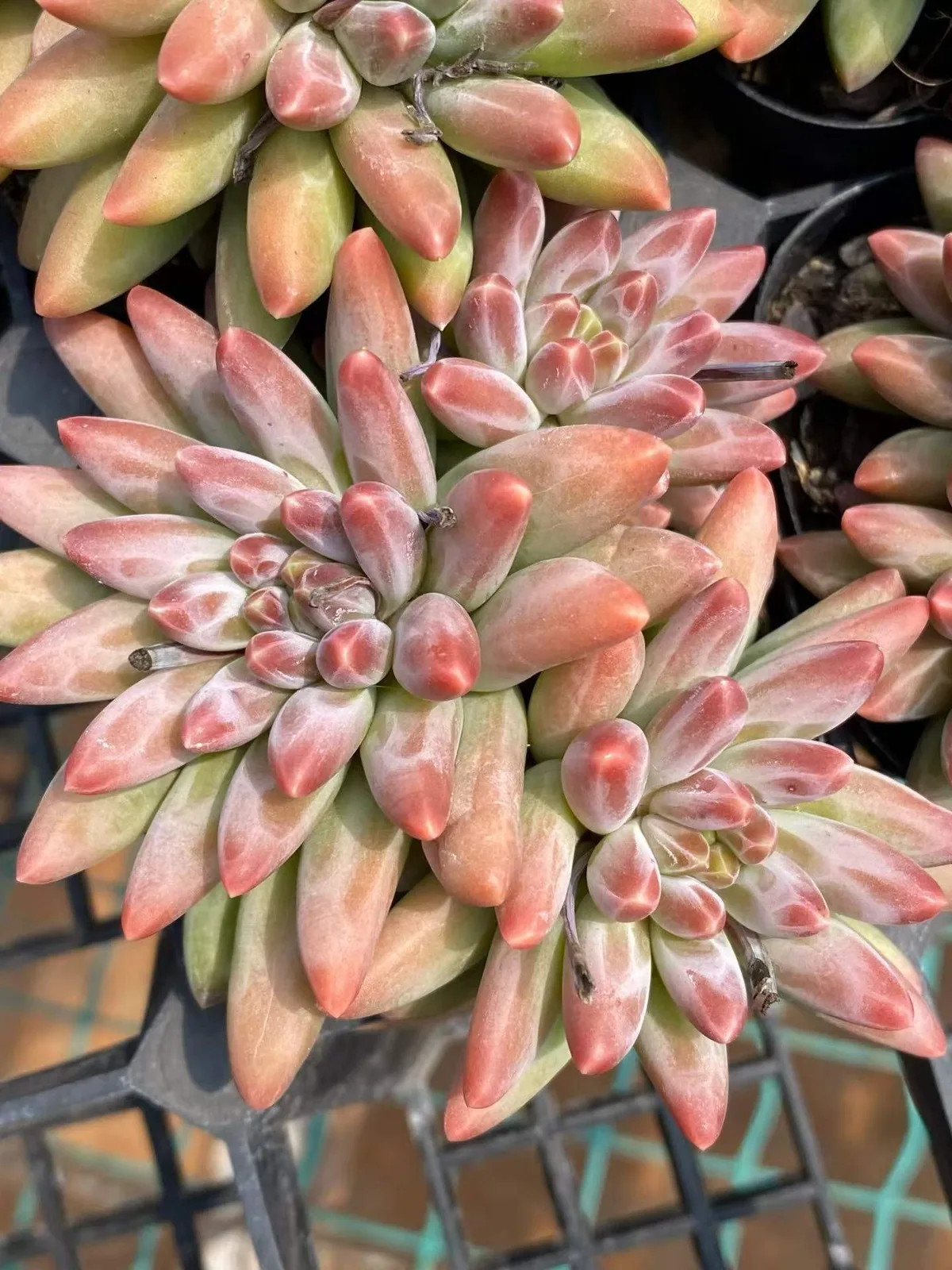 Echeveria 'Icarus' 3 Heads Cluster (伊卡鲁斯三头群) succulent — wholesale bare-root export, SouthQuest Farm