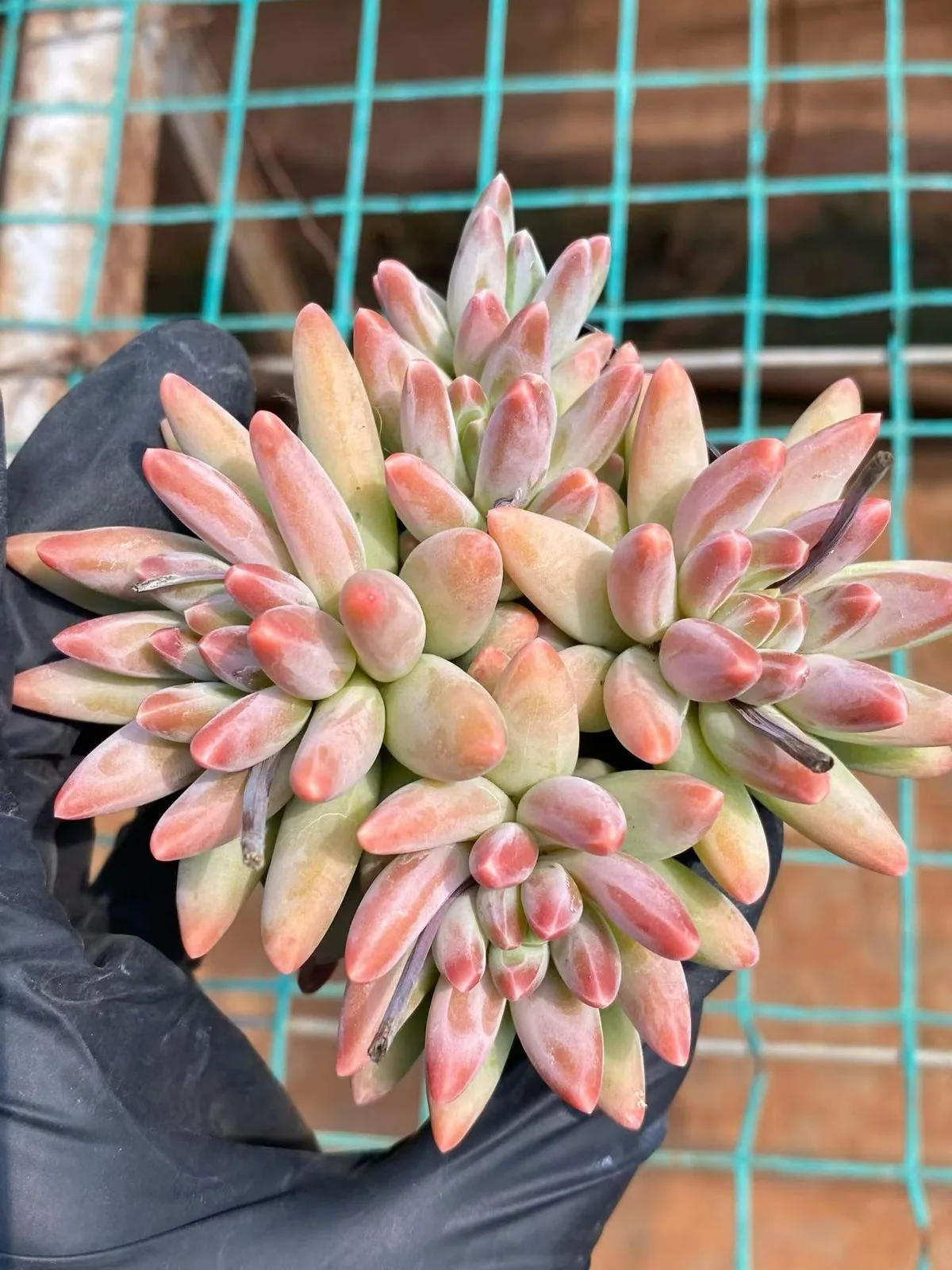 Echeveria 'Icarus' 4 Heads (伊卡鲁斯四头) succulent — wholesale bare-root export, SouthQuest Farm