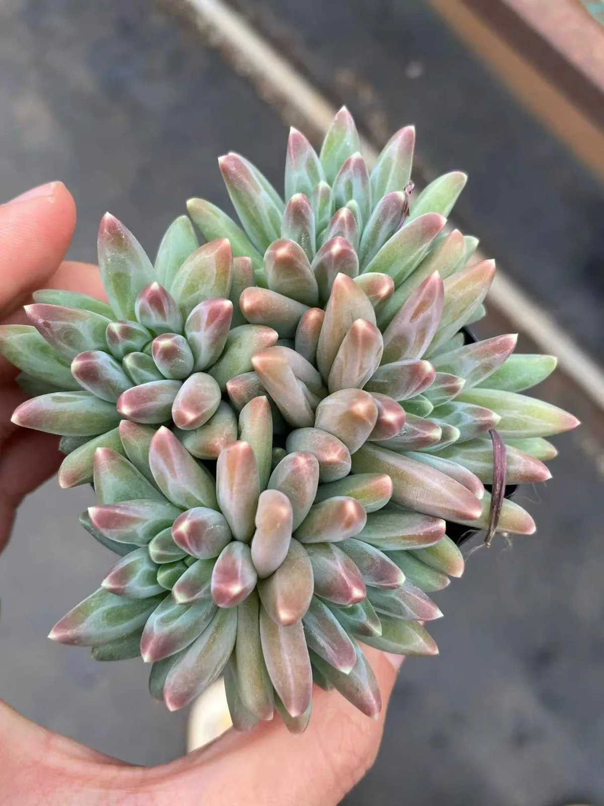 Echeveria 'Icarus' Cluster (伊卡鲁斯群) succulent — wholesale bare-root export, SouthQuest Farm