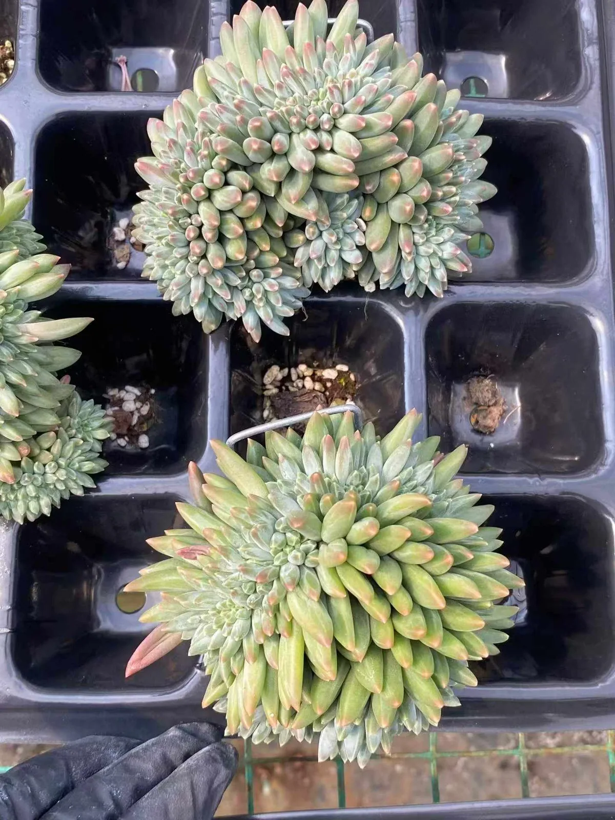 Echeveria 'Icarus' Crested (伊卡鲁斯缀) succulent — wholesale bare-root export, SouthQuest Farm