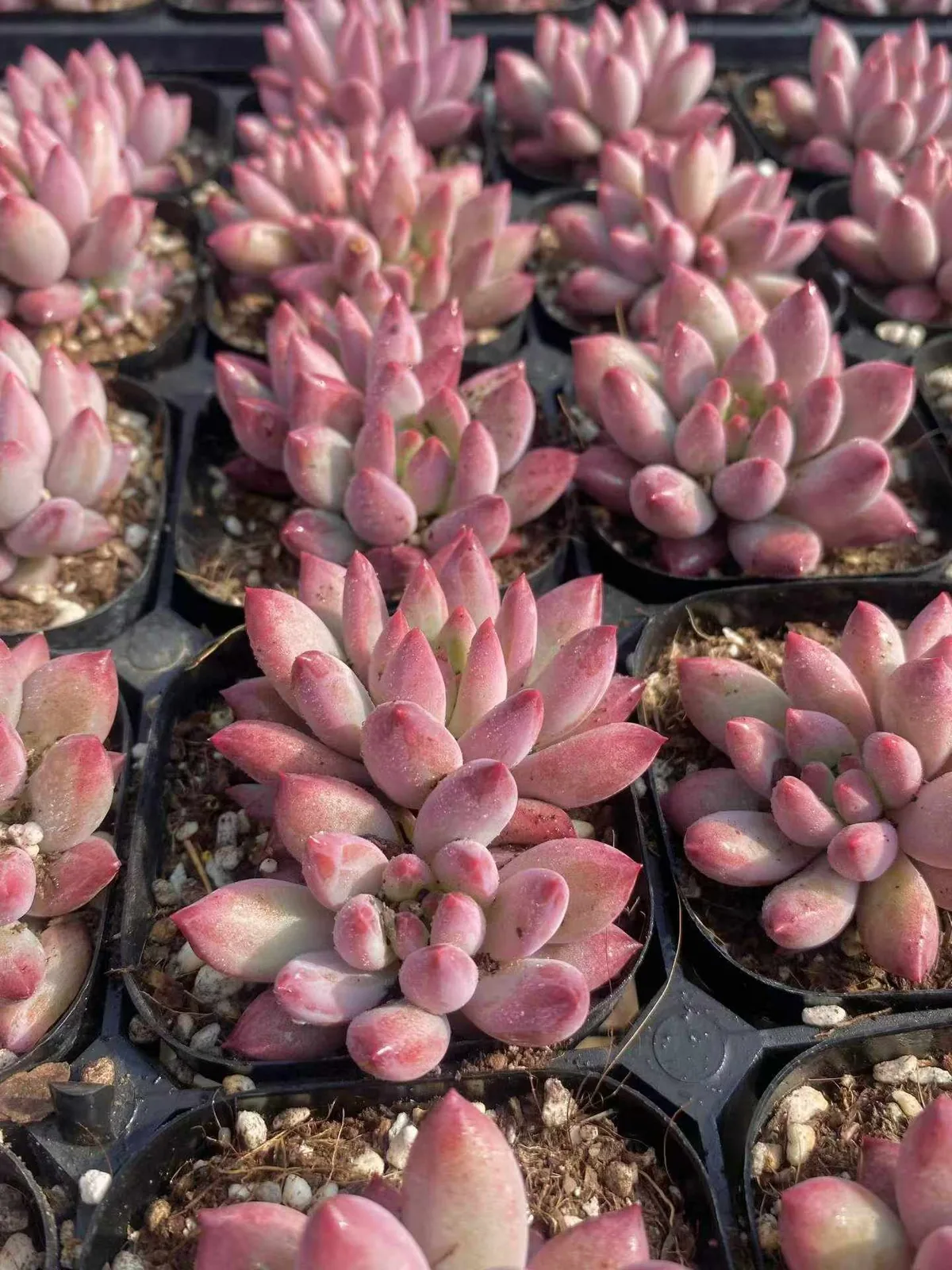 Echeveria 'Kingyobina' (金鱼姬) succulent — wholesale bare-root export, SouthQuest Farm