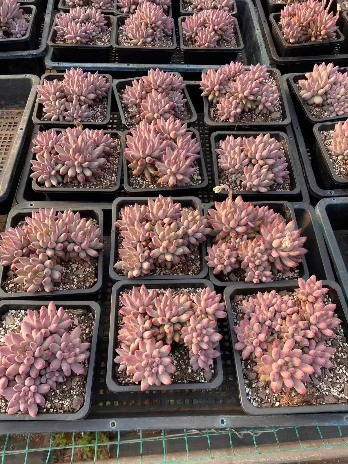 Echeveria 'Kingyobina' Cluster (金鱼姬群) succulent — wholesale bare-root export, SouthQuest Farm