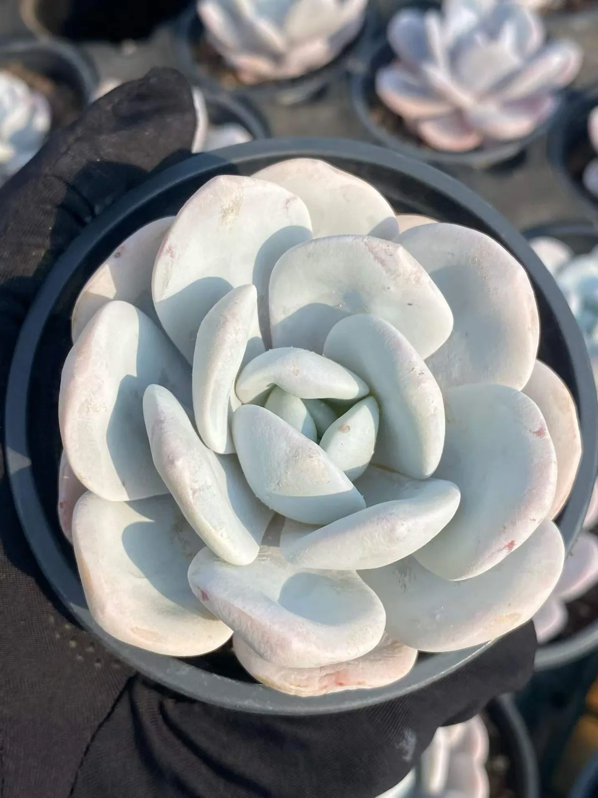 Echeveria laui (雪莲) succulent — wholesale bare-root export, SouthQuest Farm