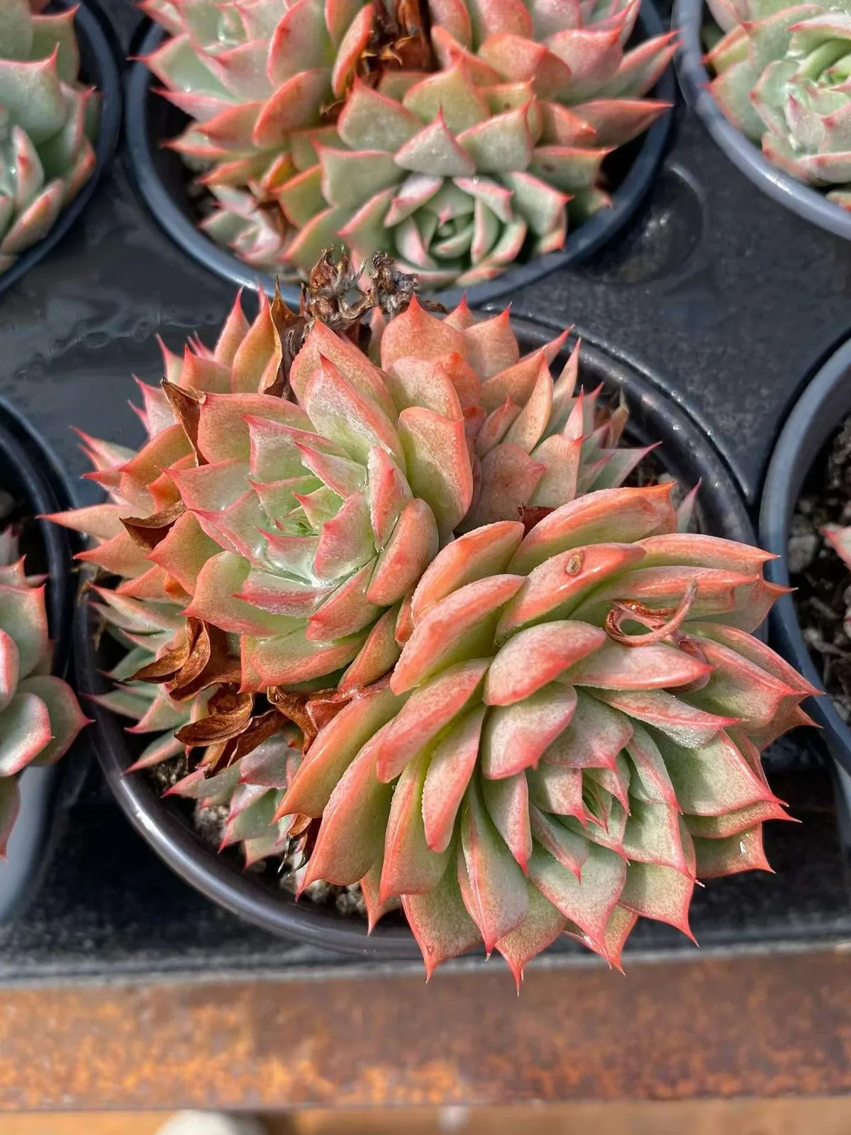 Echeveria 'Lindsayana' Cluster (林杰安娜群) succulent — wholesale bare-root export, SouthQuest Farm