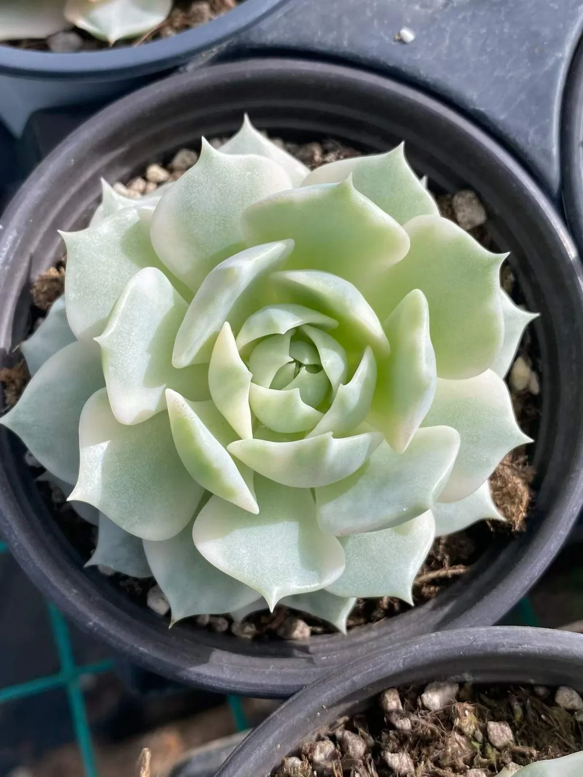 Echeveria 'Lola' Reverse Variegated (露娜莲覆轮锦) succulent — wholesale bare-root export, SouthQuest Farm