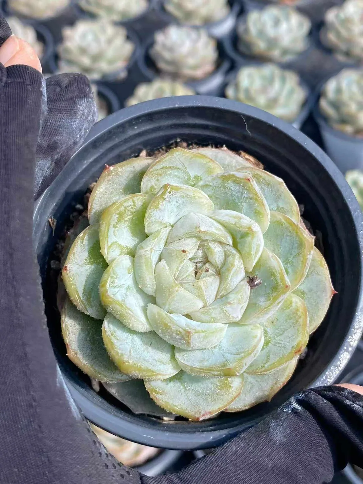Echeveria 'Macchiato' (玛奇朵) succulent — wholesale bare-root export, SouthQuest Farm