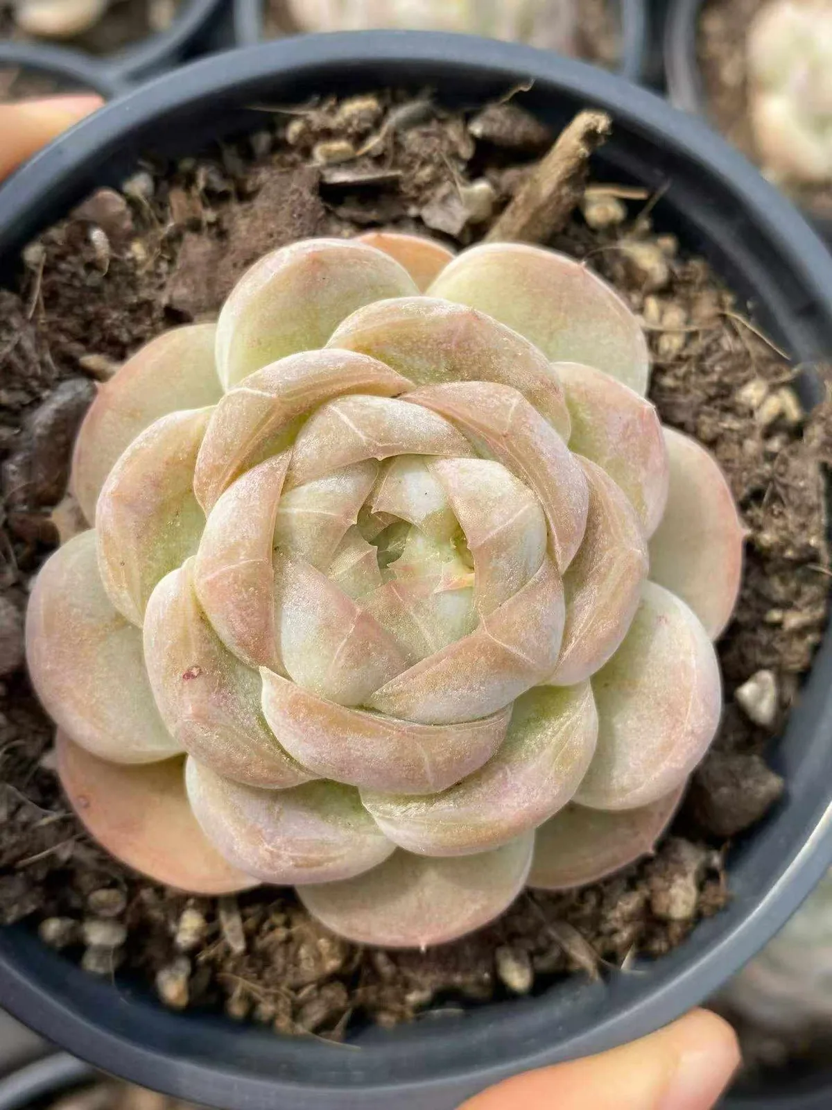 Echeveria 'Macchiato' Single (玛奇朵单头) succulent — wholesale bare-root export, SouthQuest Farm