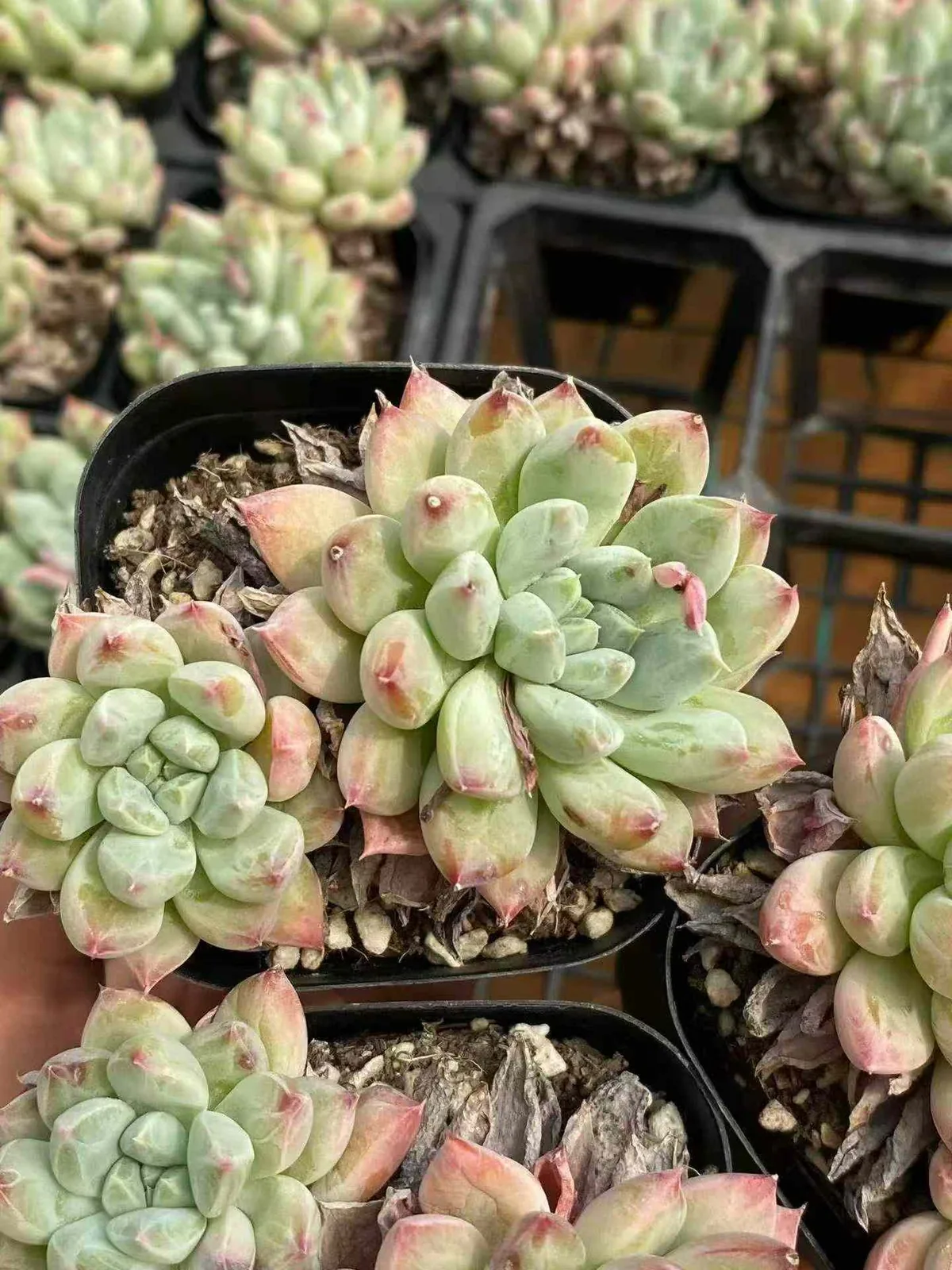 Echeveria 'Merlot' (梅洛) succulent — wholesale bare-root export, SouthQuest Farm