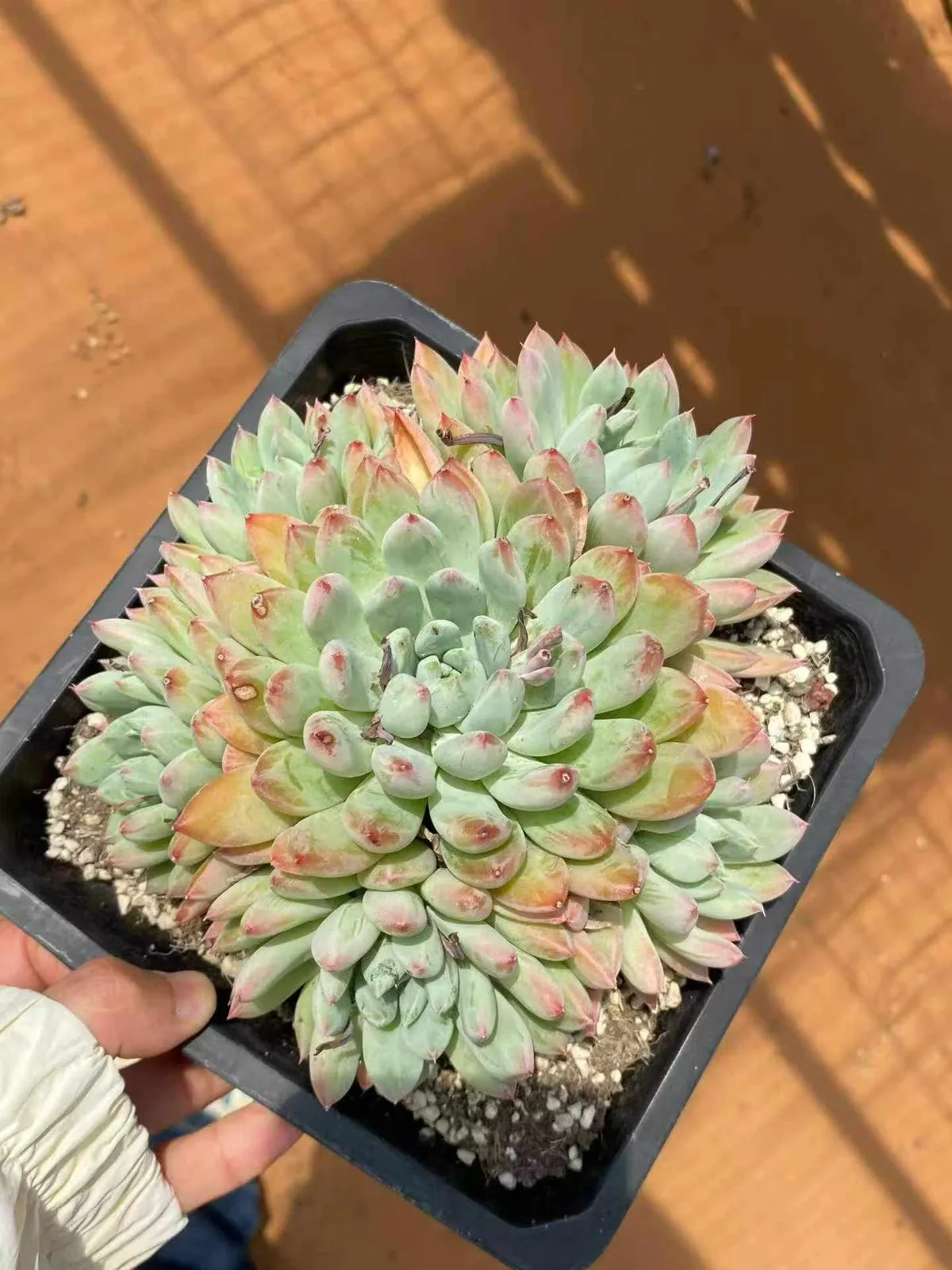 Echeveria 'Merlot' (梅洛) succulent — wholesale bare-root export from Yunnan, China (1 of 4)