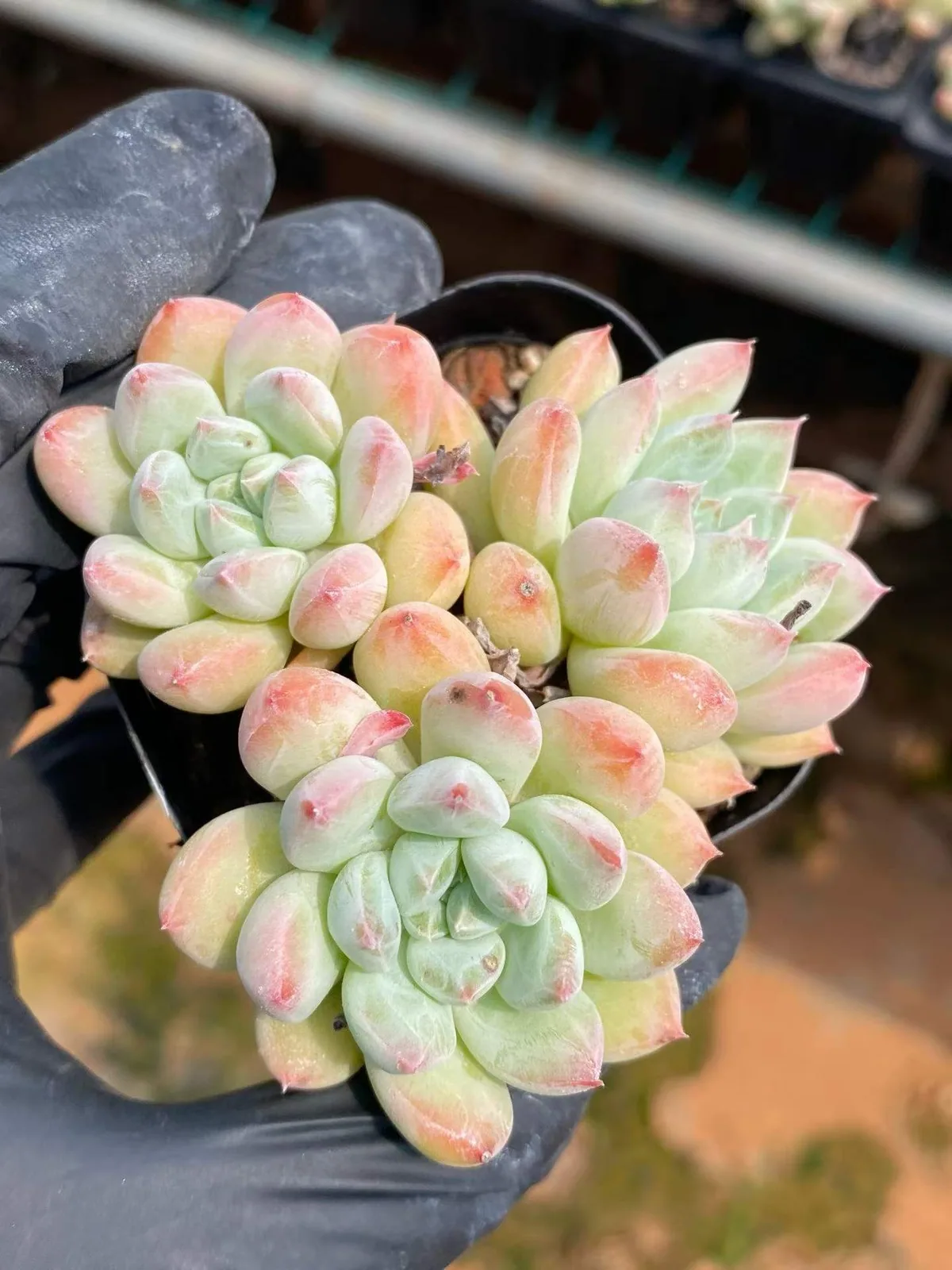 Echeveria 'Merlot' Cluster (梅洛群) succulent — wholesale bare-root export, SouthQuest Farm